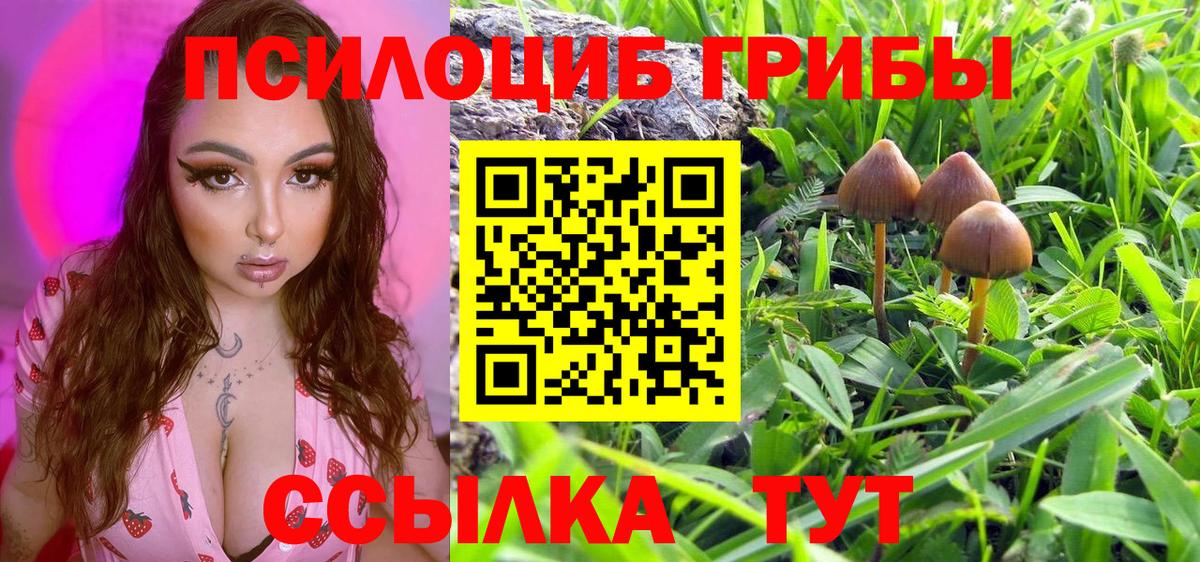 Псилоцибиновые грибы Cubensis  Вход с VPN  купить наркотик  Мурино 